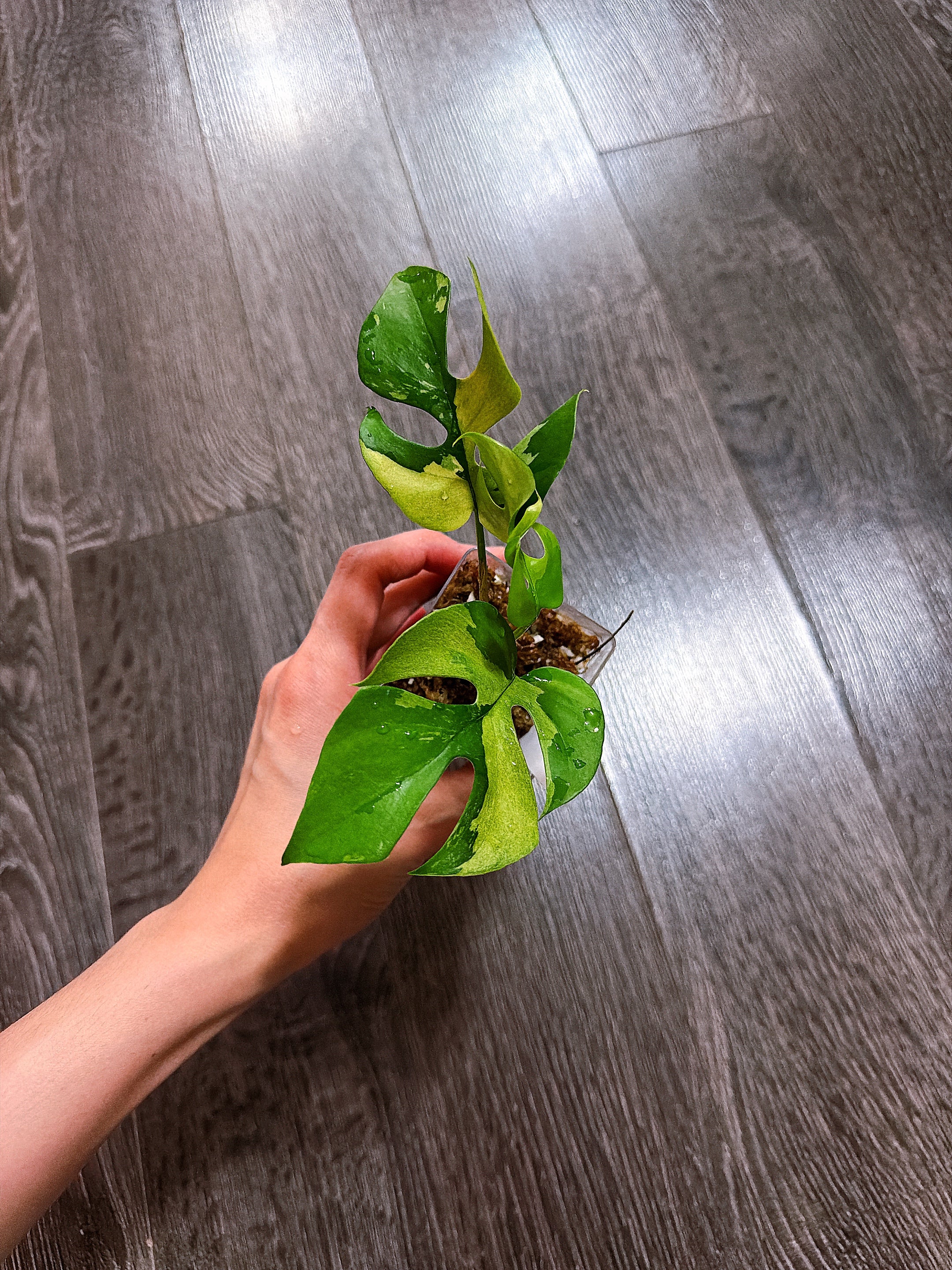 Rhaphidophora Tetrasperma Albo Mint Variegated（Monstera Minima）- B