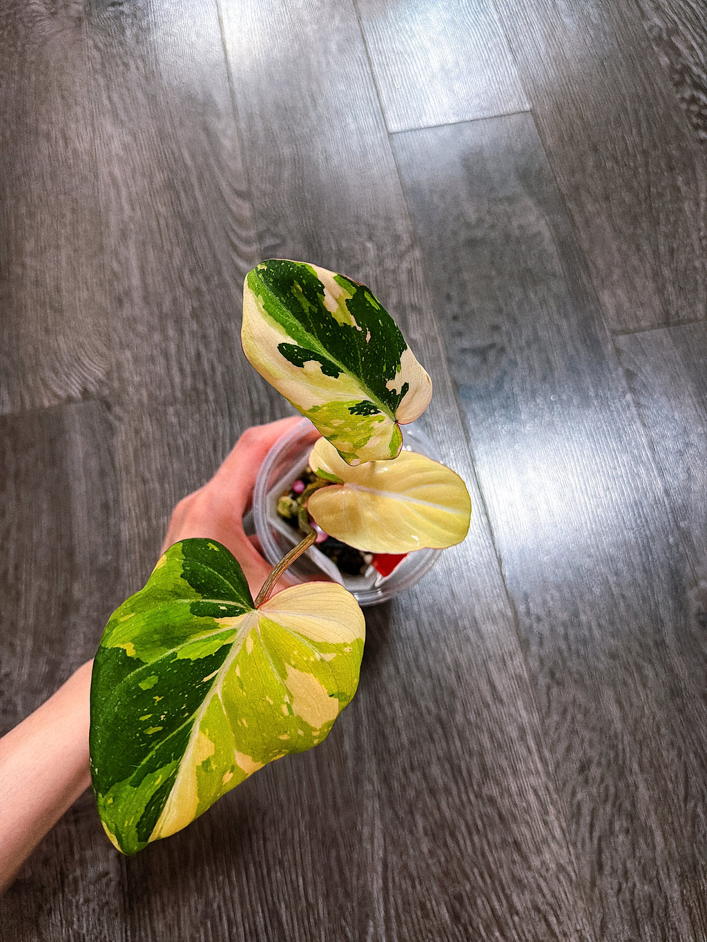Philodendron Gloriosum Tri-color Variegated - F
