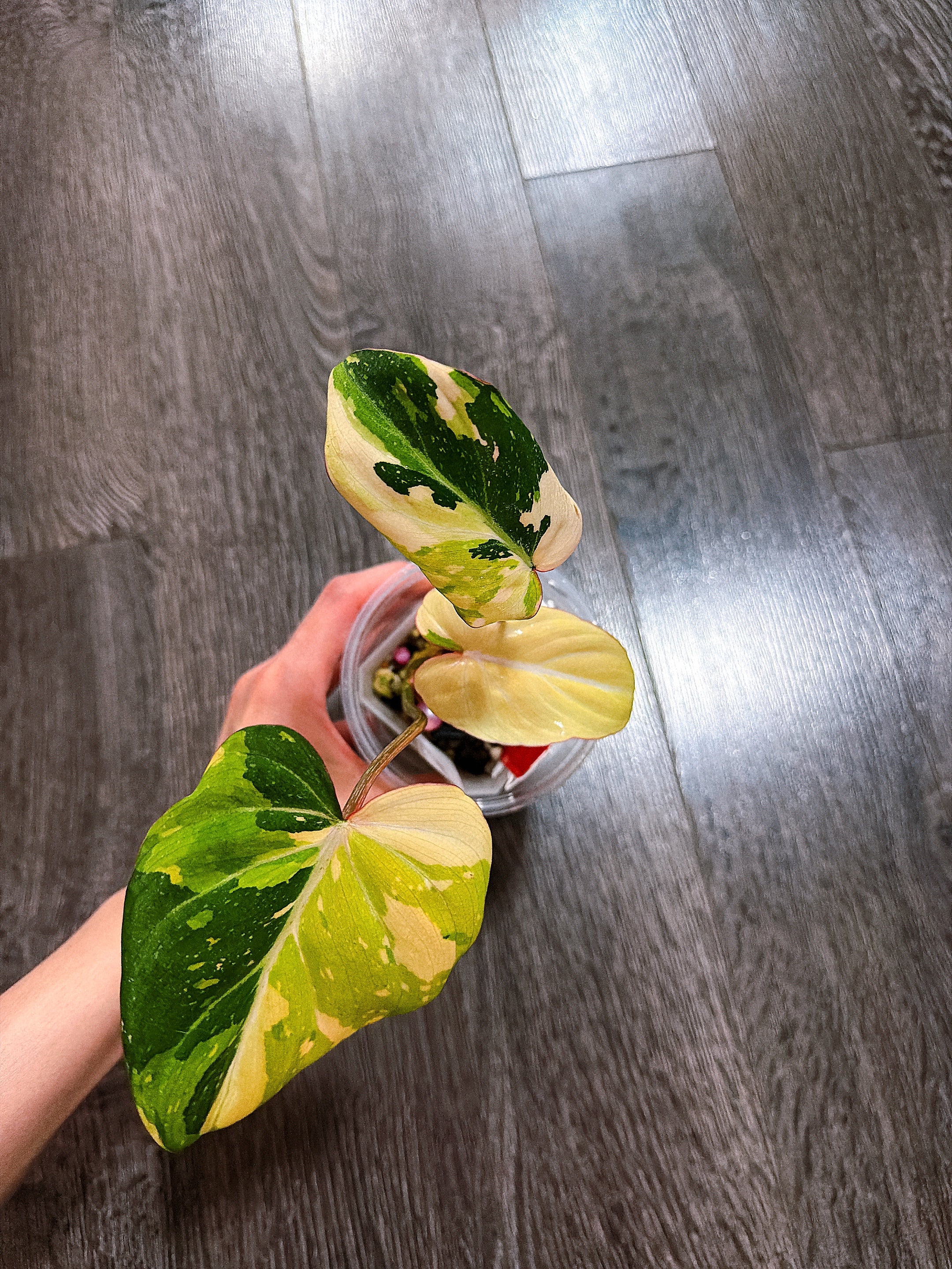 Philodendron Gloriosum Tri-color Variegated - F