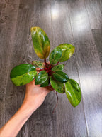 Philodendron Red Congo Dwarf Mint Variegated - A