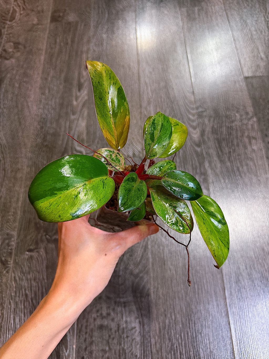 Philodendron Red Congo Dwarf Mint Variegated - A