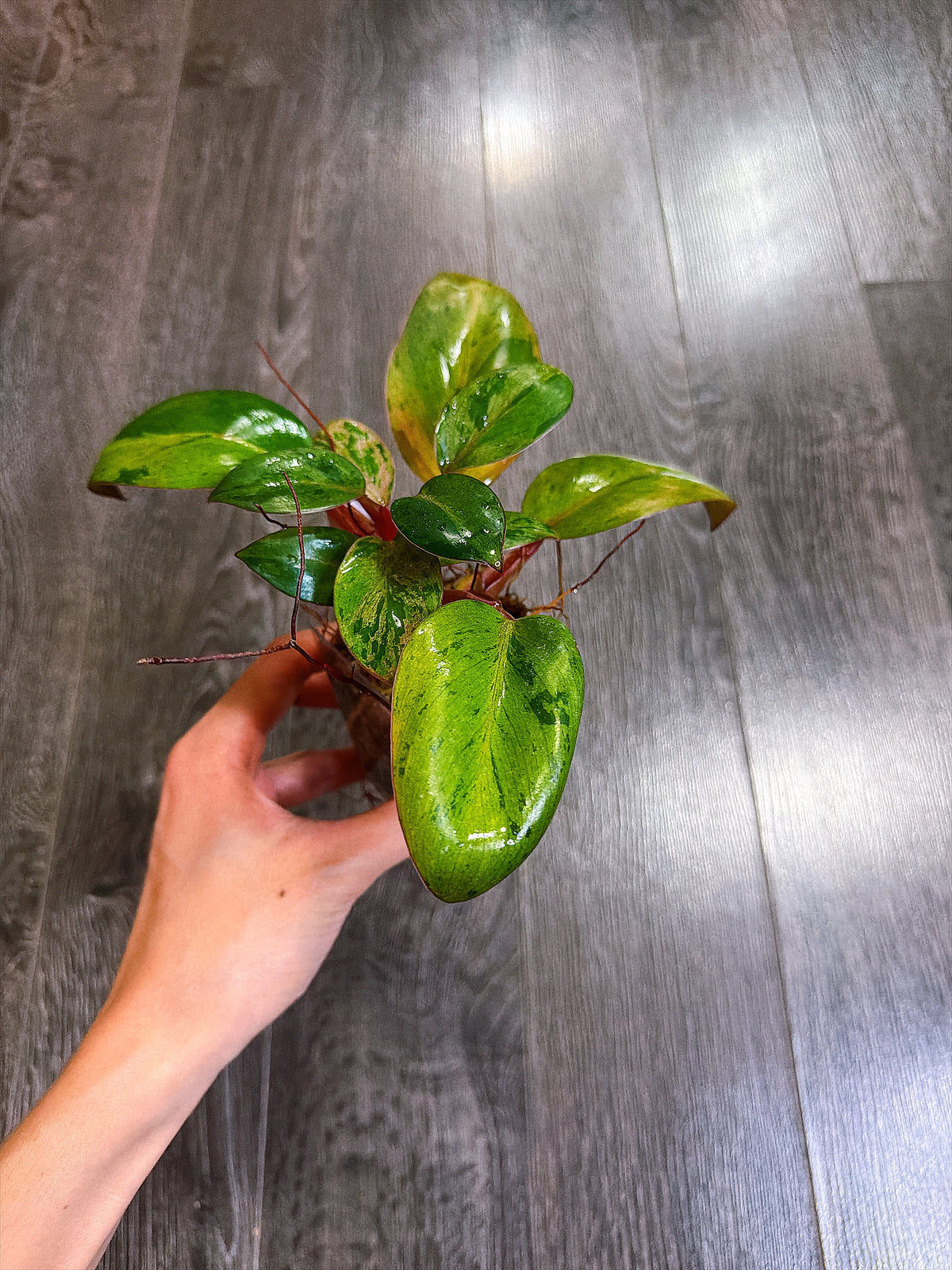 Philodendron Red Congo Dwarf Mint Variegated - A