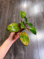 Philodendron Red Congo Dwarf Mint Variegated - A