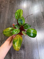 Philodendron Red Congo Dwarf Mint Variegated - A
