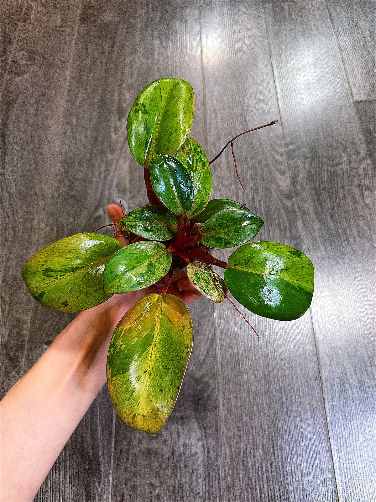 Philodendron Red Congo Dwarf Mint Variegated - A