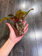 Philodendron Red Congo Dwarf Mint Variegated - A