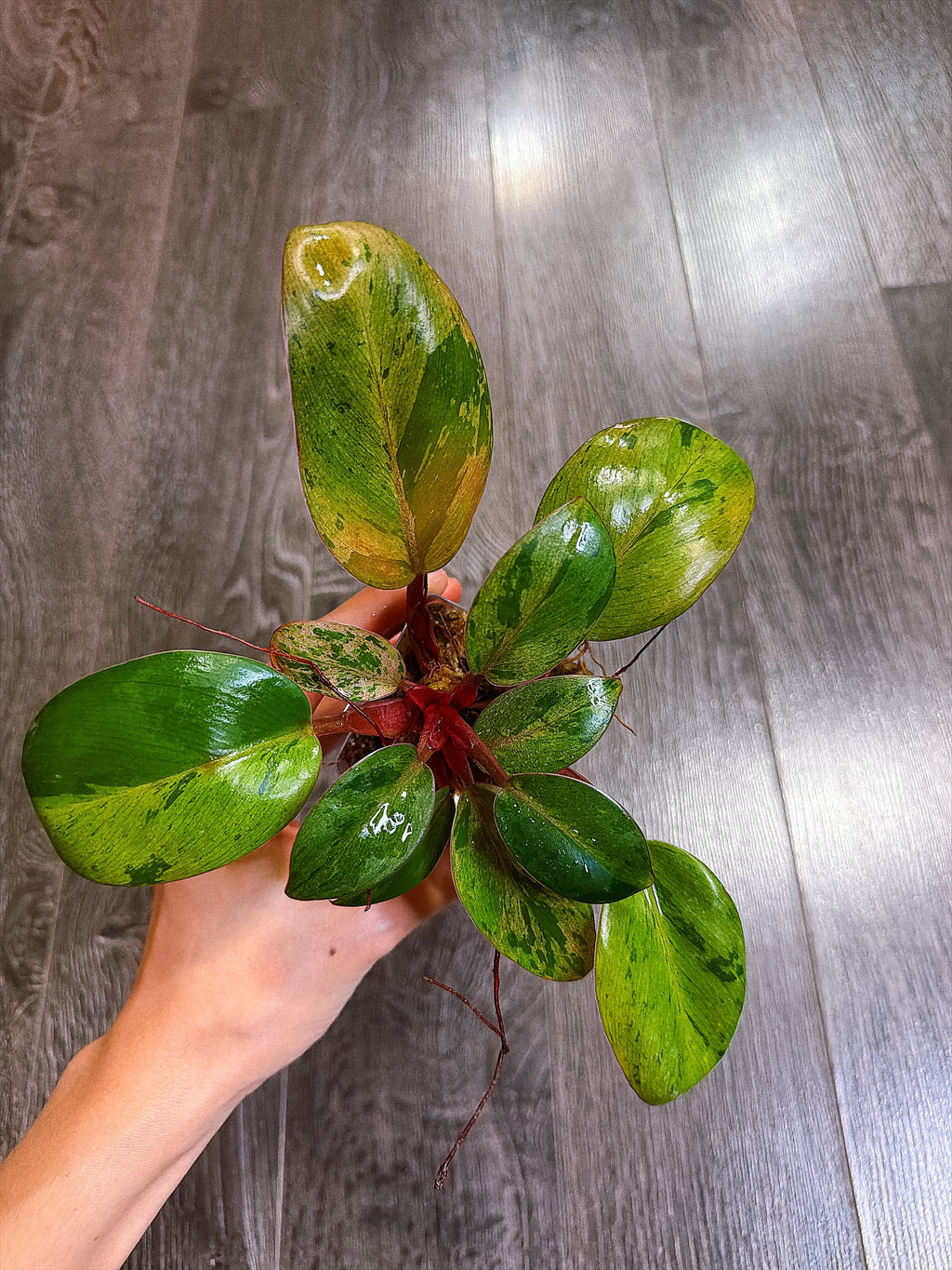 Philodendron Red Congo Dwarf Mint Variegated - A
