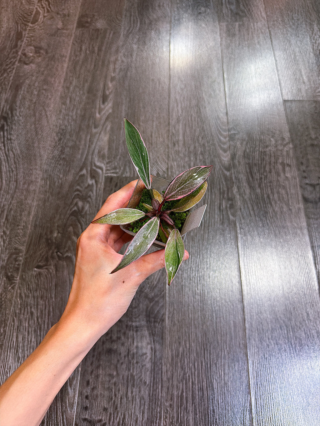 Philodendron Pink Princess Mutation - A