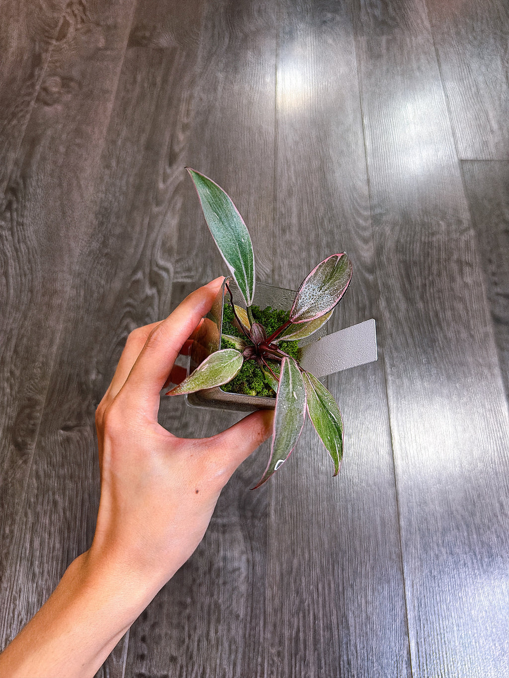 Philodendron Pink Princess Mutation - A