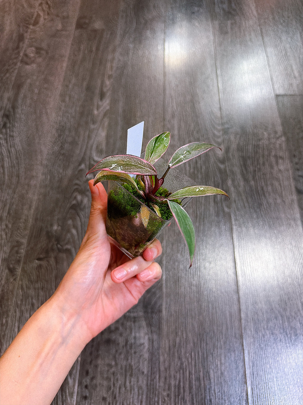 Philodendron Pink Princess Mutation - A