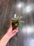 Philodendron Pink Princess Mutation - A