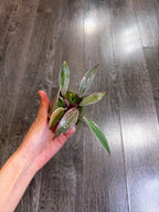 Philodendron Pink Princess Mutation - A
