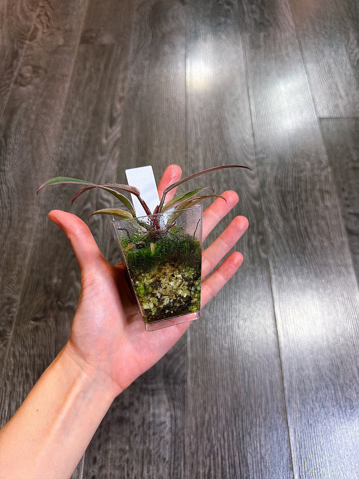Philodendron Pink Princess Mutation - A