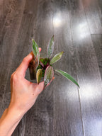 Philodendron Pink Princess Mutation - A