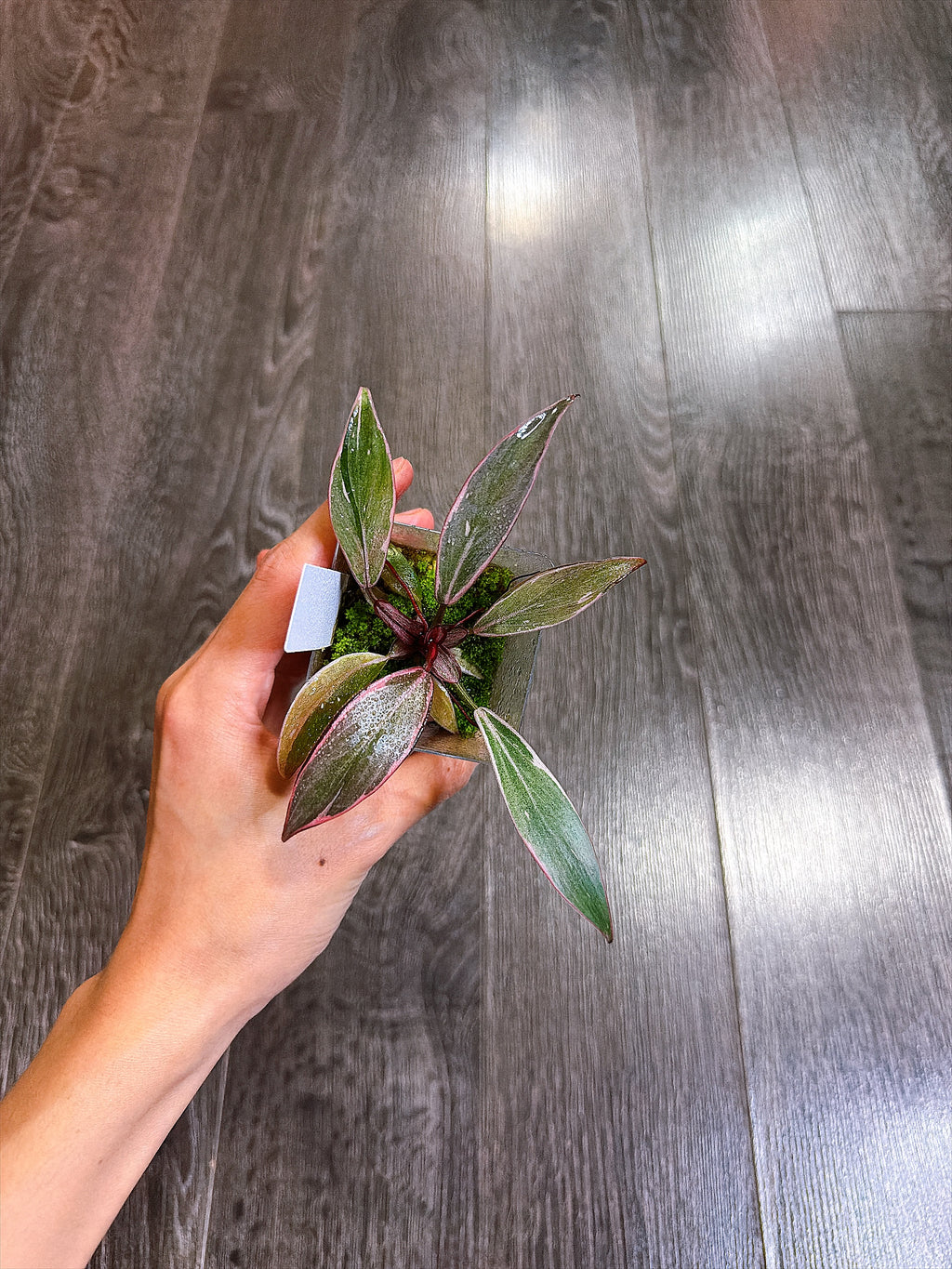 Philodendron Pink Princess Mutation - A