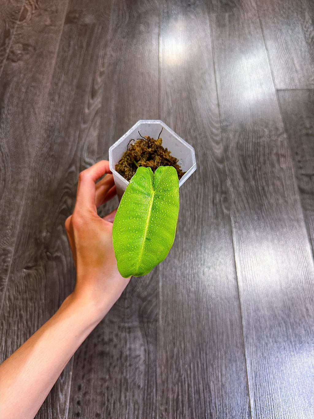 Philodendron Burle Marx Mint Variegated