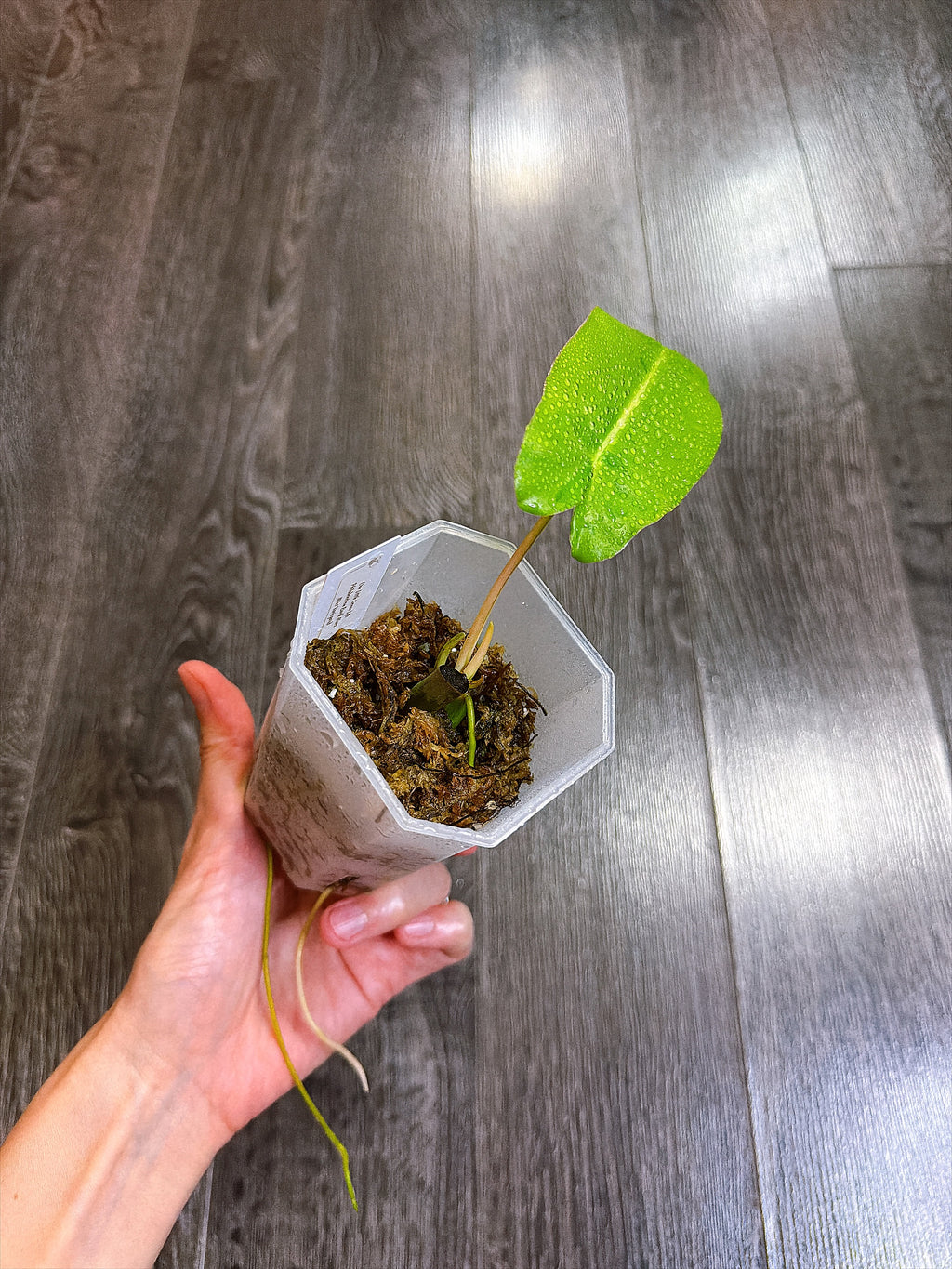 Philodendron Burle Marx Mint Variegated