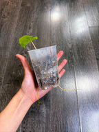 Philodendron Burle Marx Mint Variegated