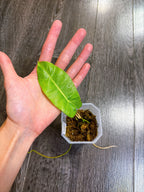 Philodendron Burle Marx Mint Variegated