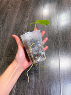 Philodendron Burle Marx Mint Variegated