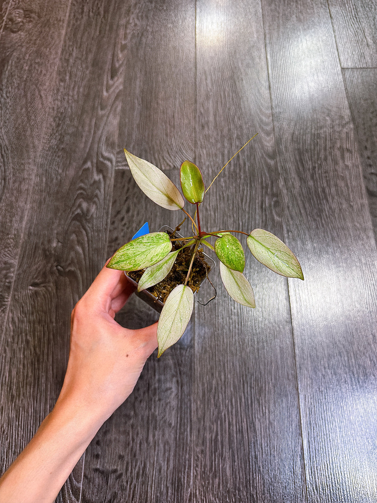 Philodendron Atabapoense Variegated（S）