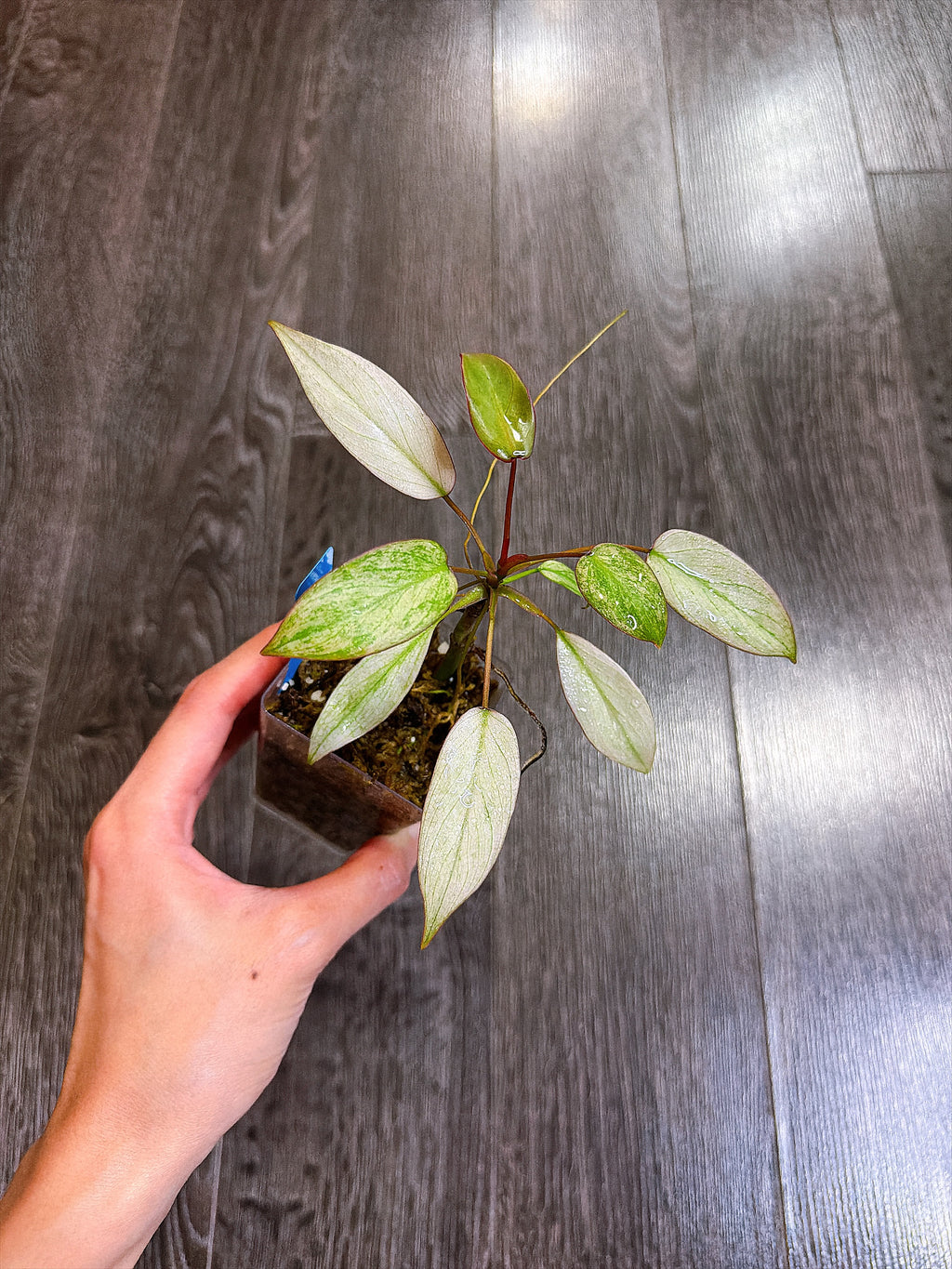Philodendron Atabapoense Variegated（S）
