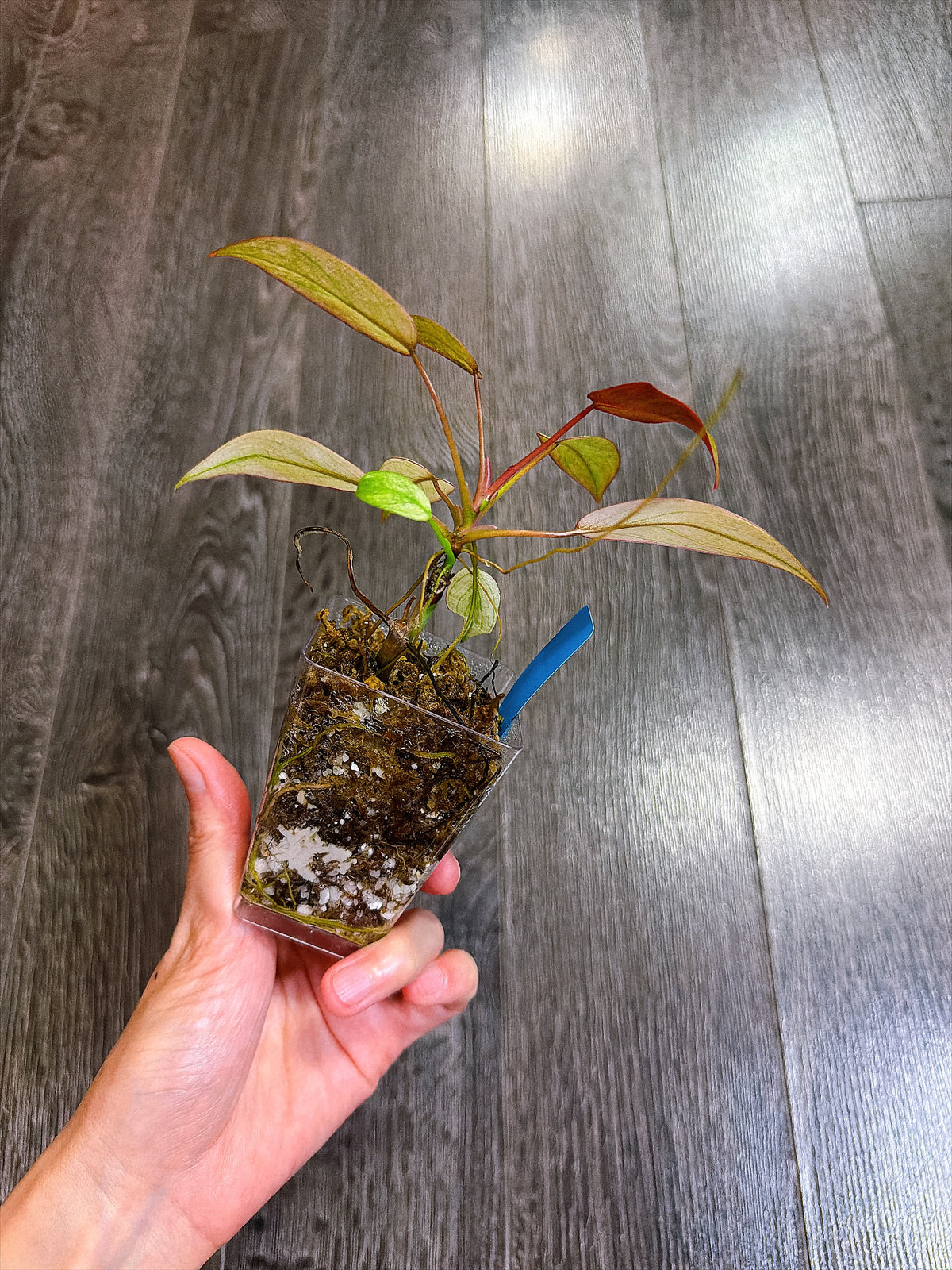 Philodendron Atabapoense Variegated（S）