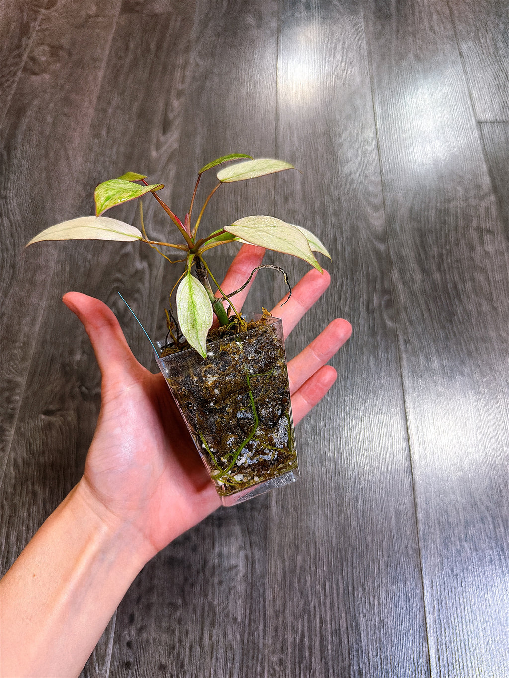 Philodendron Atabapoense Variegated（S）