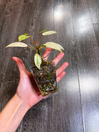 Philodendron Atabapoense Variegated（S）