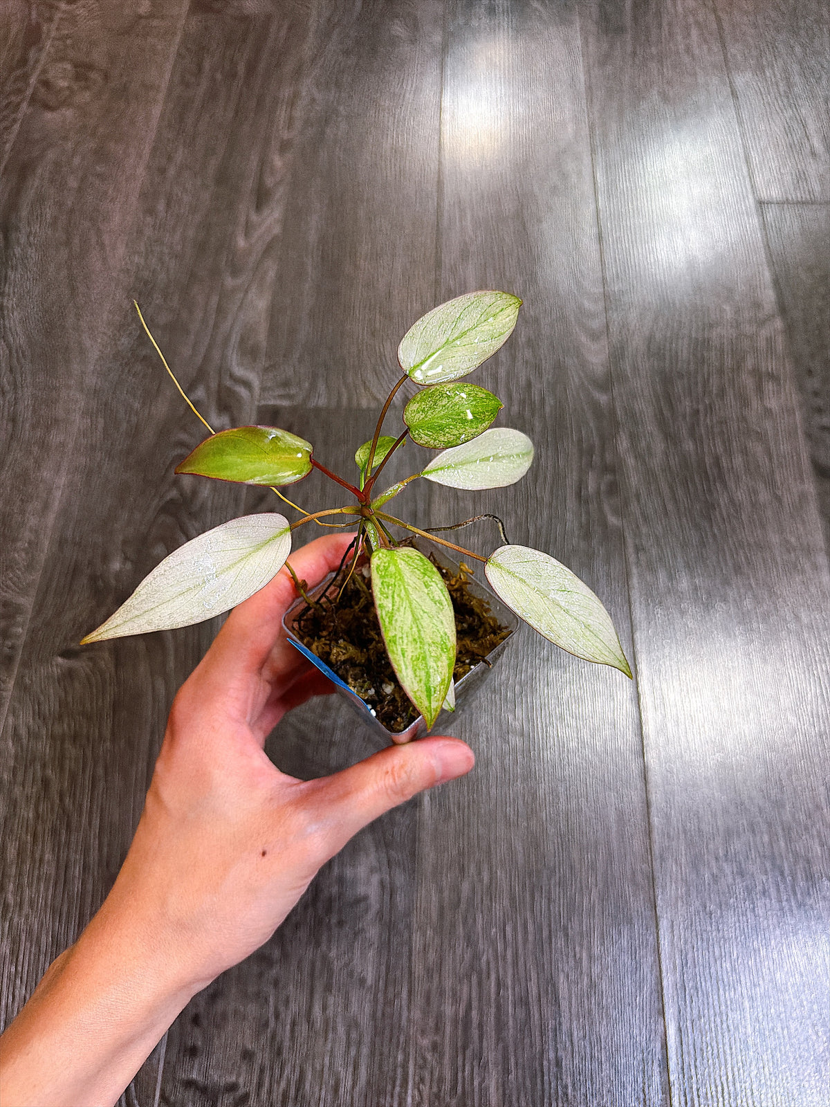 Philodendron Atabapoense Variegated（S）