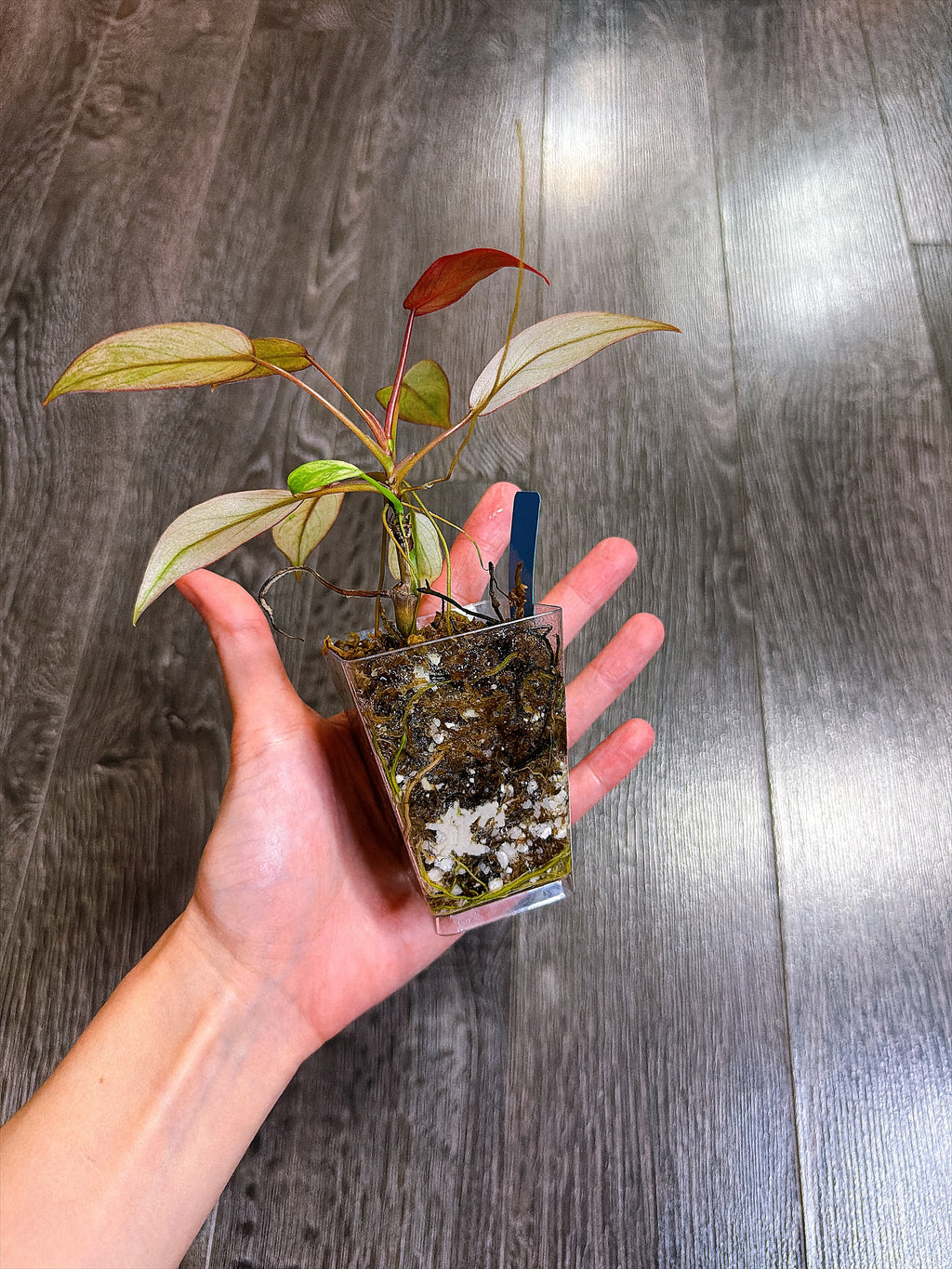 Philodendron Atabapoense Variegated（S）