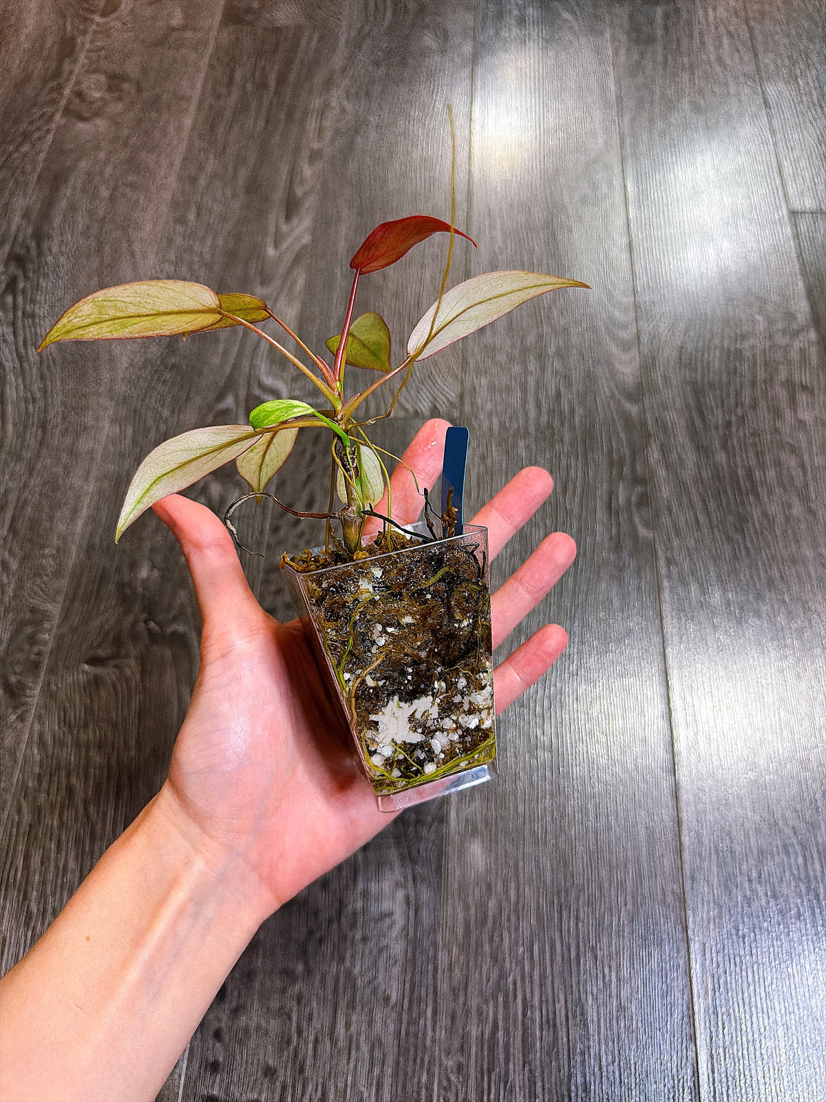 Philodendron Atabapoense Variegated（S）