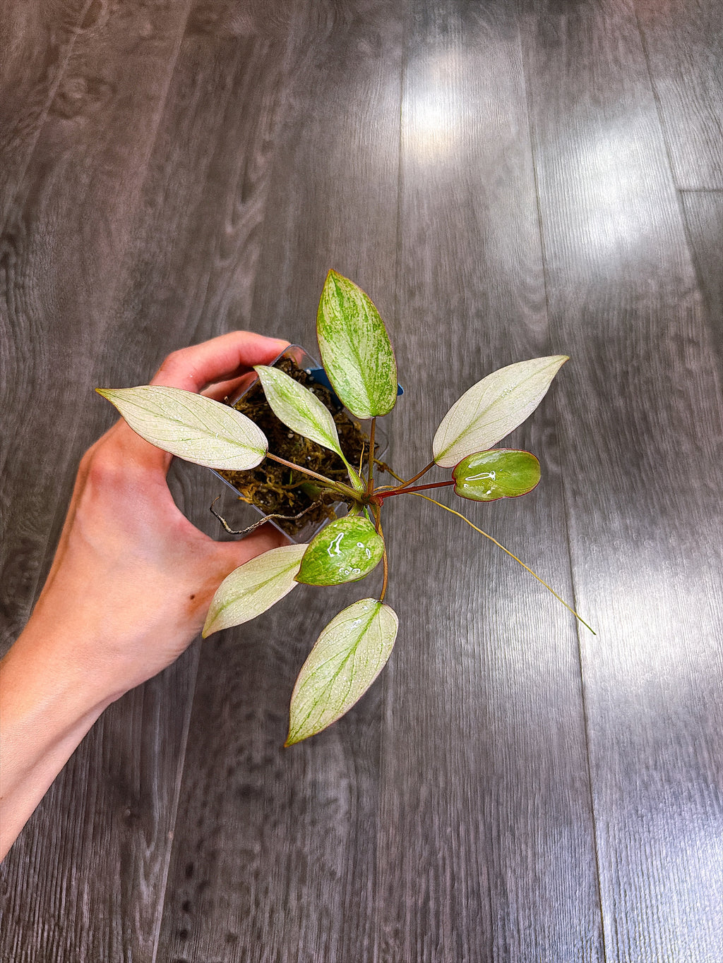 Philodendron Atabapoense Variegated（S）