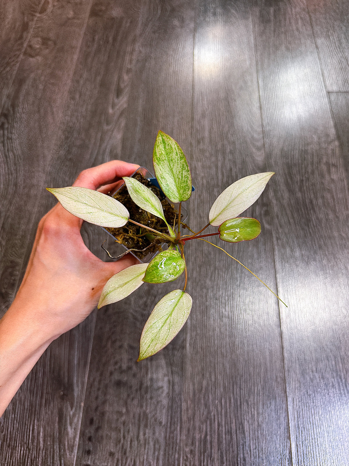 Philodendron Atabapoense Variegated（S）
