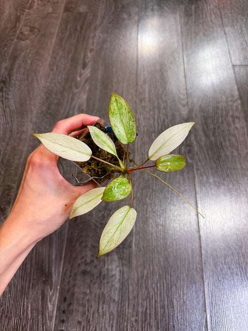 Philodendron Atabapoense Variegated（S）