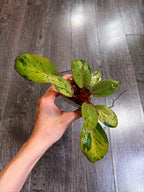 Philodendron Red Congo Dwarf Mint Variegated - B