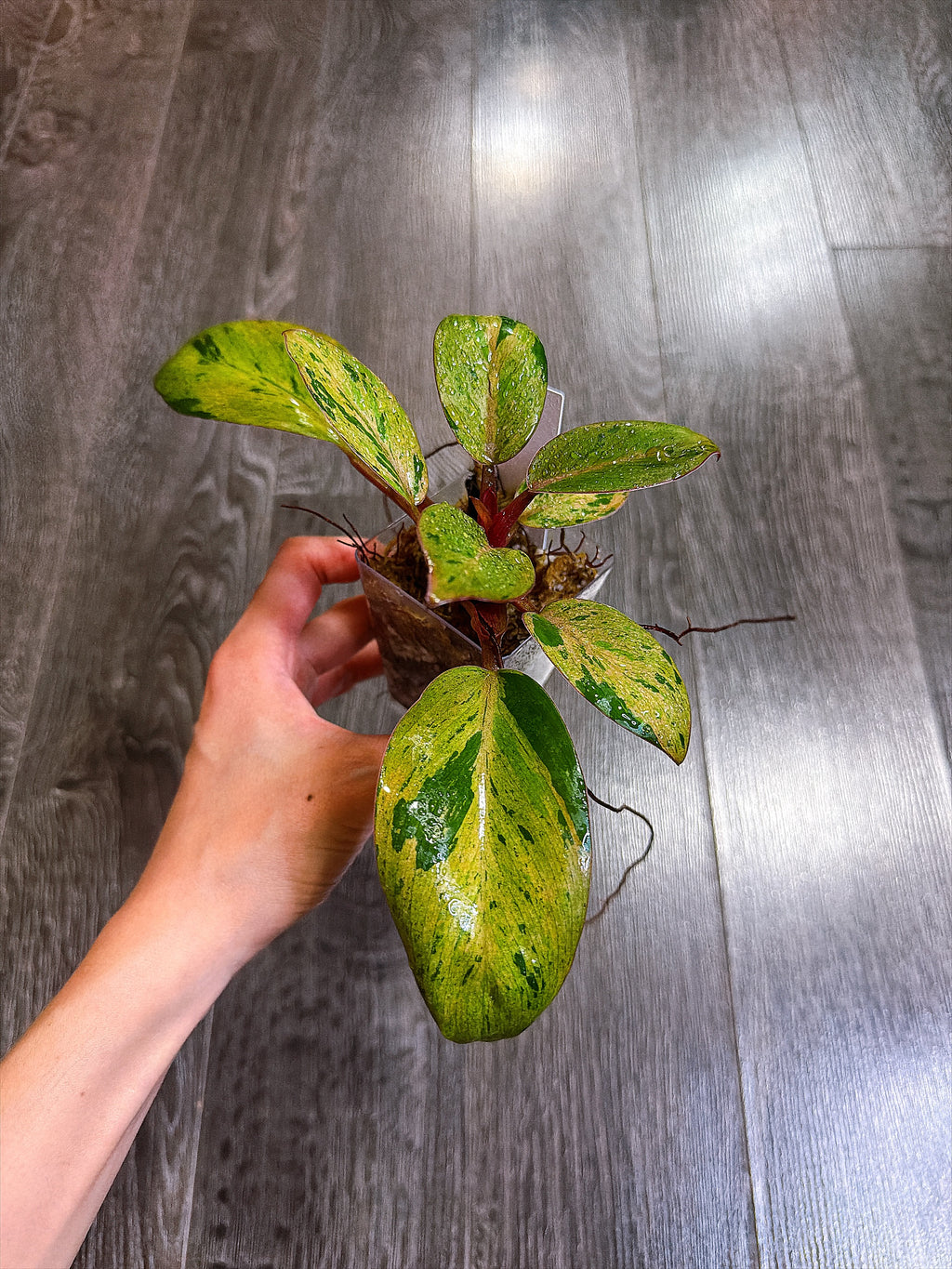Philodendron Red Congo Dwarf Mint Variegated - B