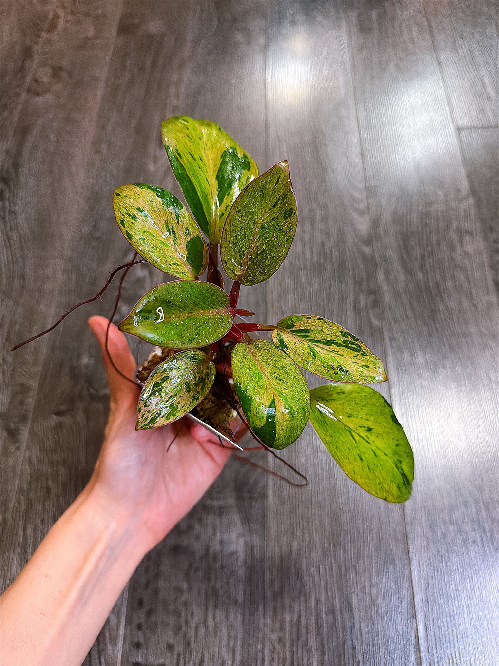 Philodendron Red Congo Dwarf Mint Variegated - B