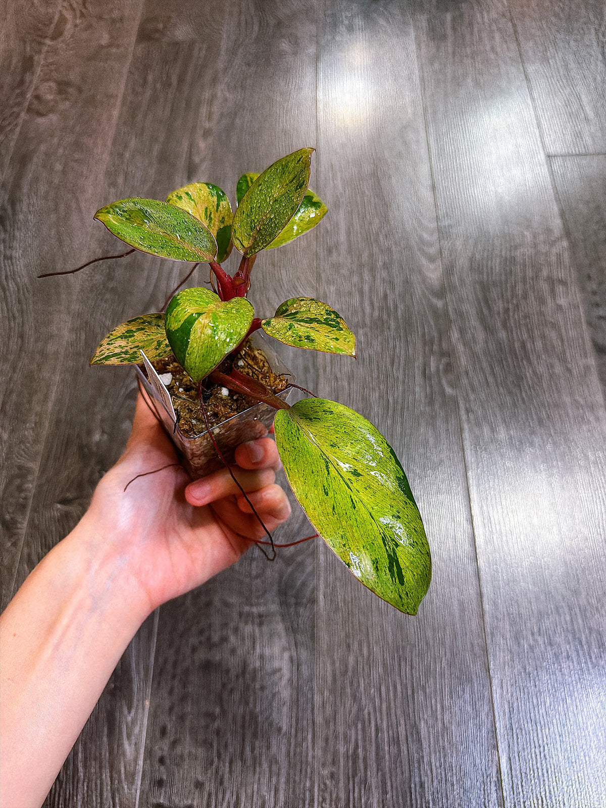 Philodendron Red Congo Dwarf Mint Variegated - B