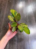 Philodendron Red Congo Dwarf Mint Variegated - B