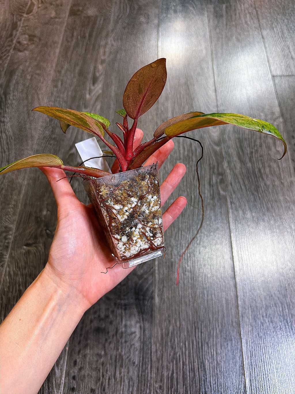 Philodendron Red Congo Dwarf Mint Variegated - B