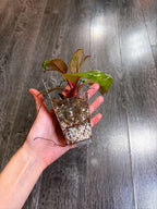 Philodendron Red Congo Dwarf Mint Variegated - B
