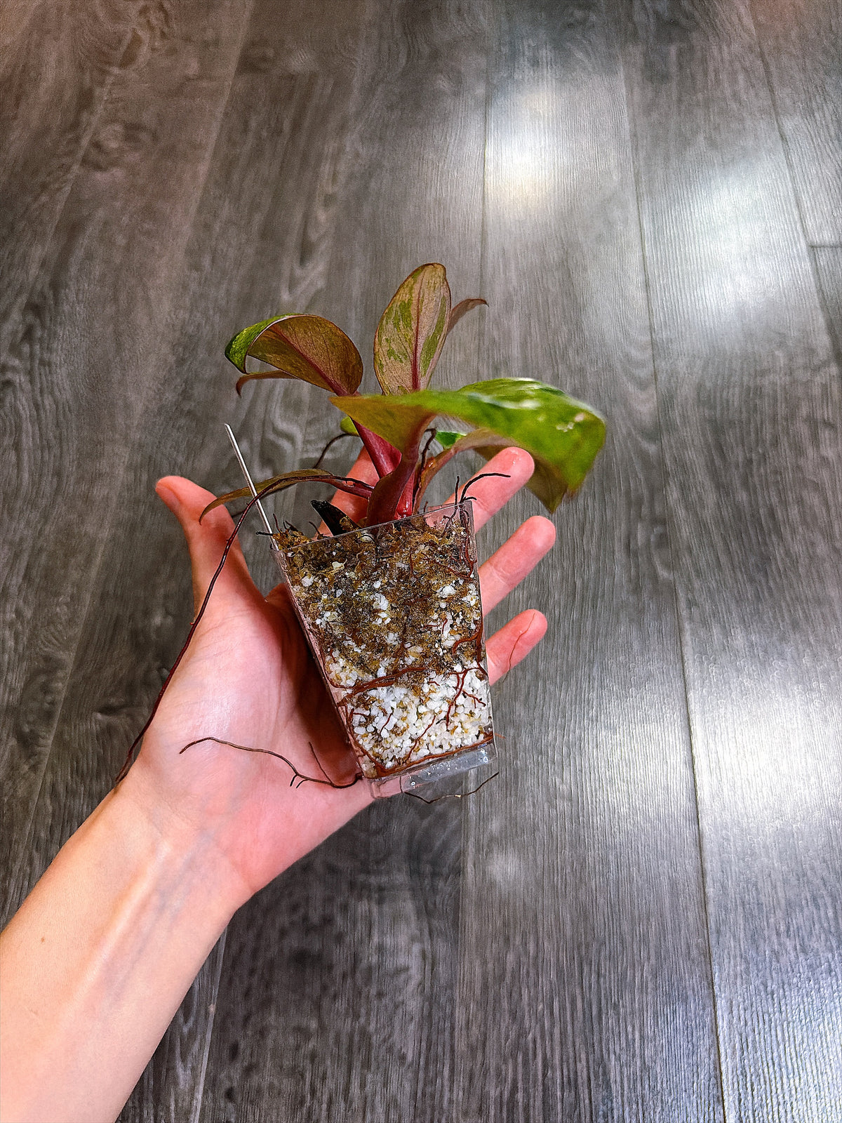 Philodendron Red Congo Dwarf Mint Variegated - B