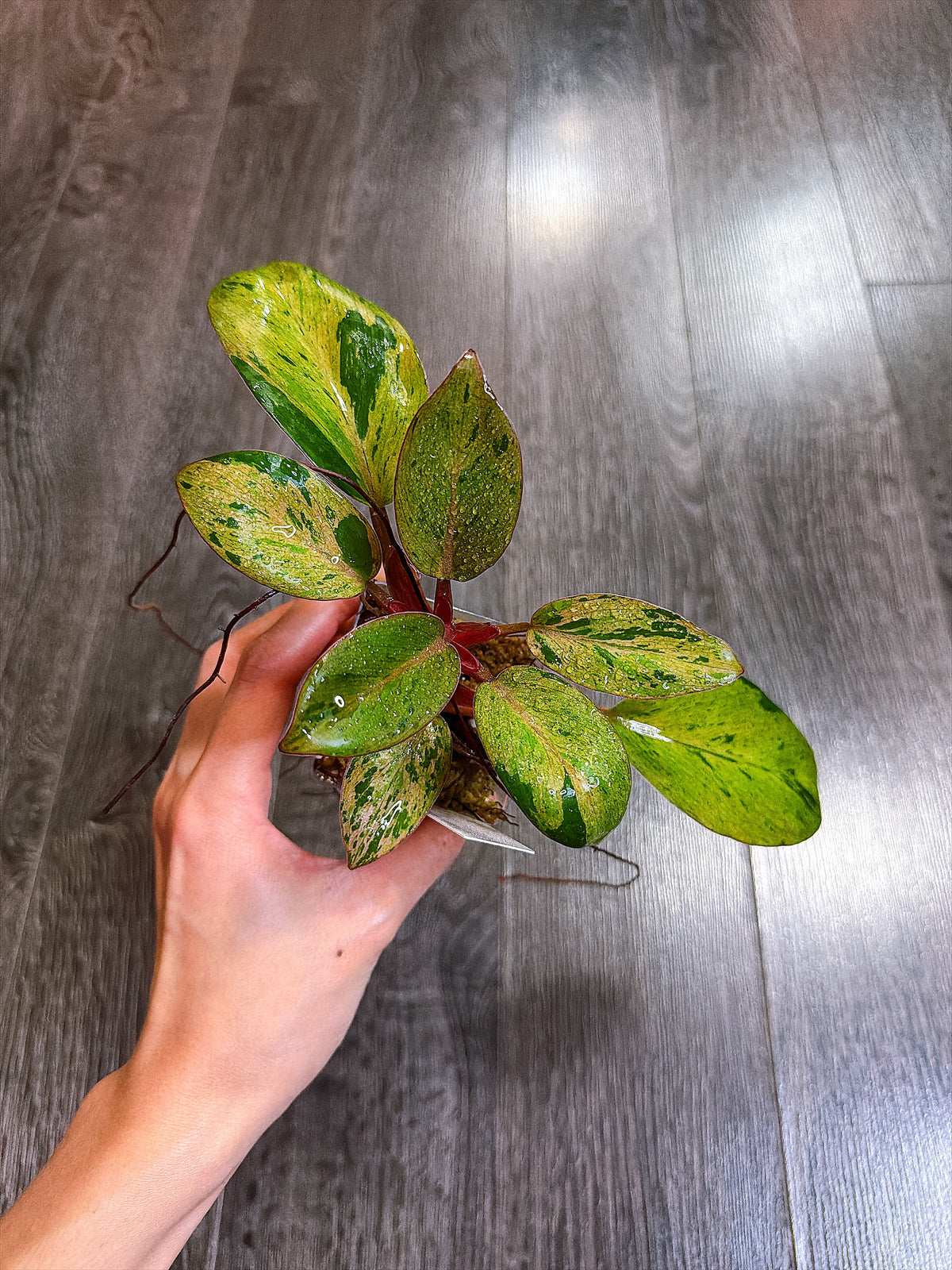Philodendron Red Congo Dwarf Mint Variegated - B