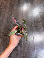 Philodendron Pink Princess Mutation - B