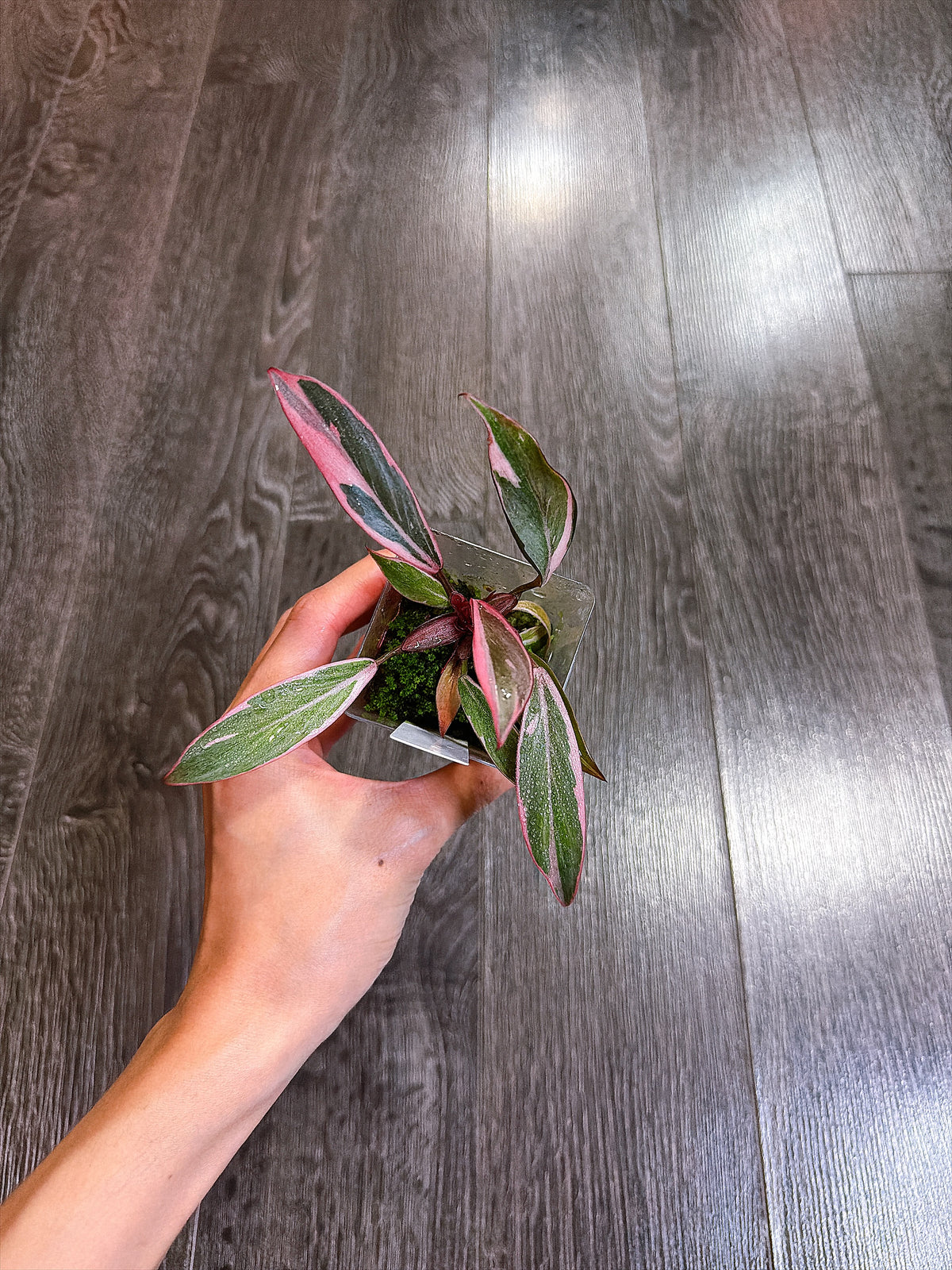 Philodendron Pink Princess Mutation - B