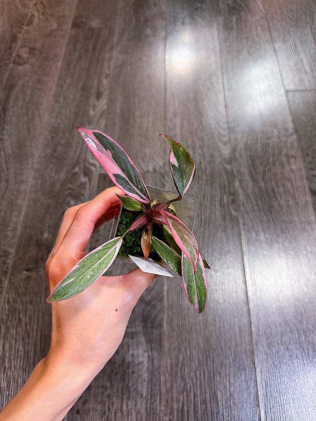 Philodendron Pink Princess Mutation - B