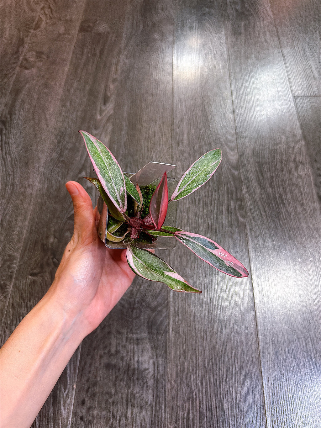 Philodendron Pink Princess Mutation - B