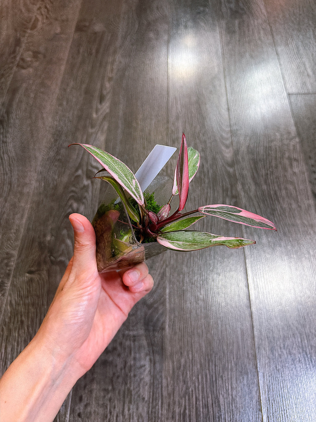 Philodendron Pink Princess Mutation - B