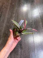 Philodendron Pink Princess Mutation - B